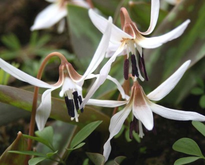 Erythronium dens-canis niveum